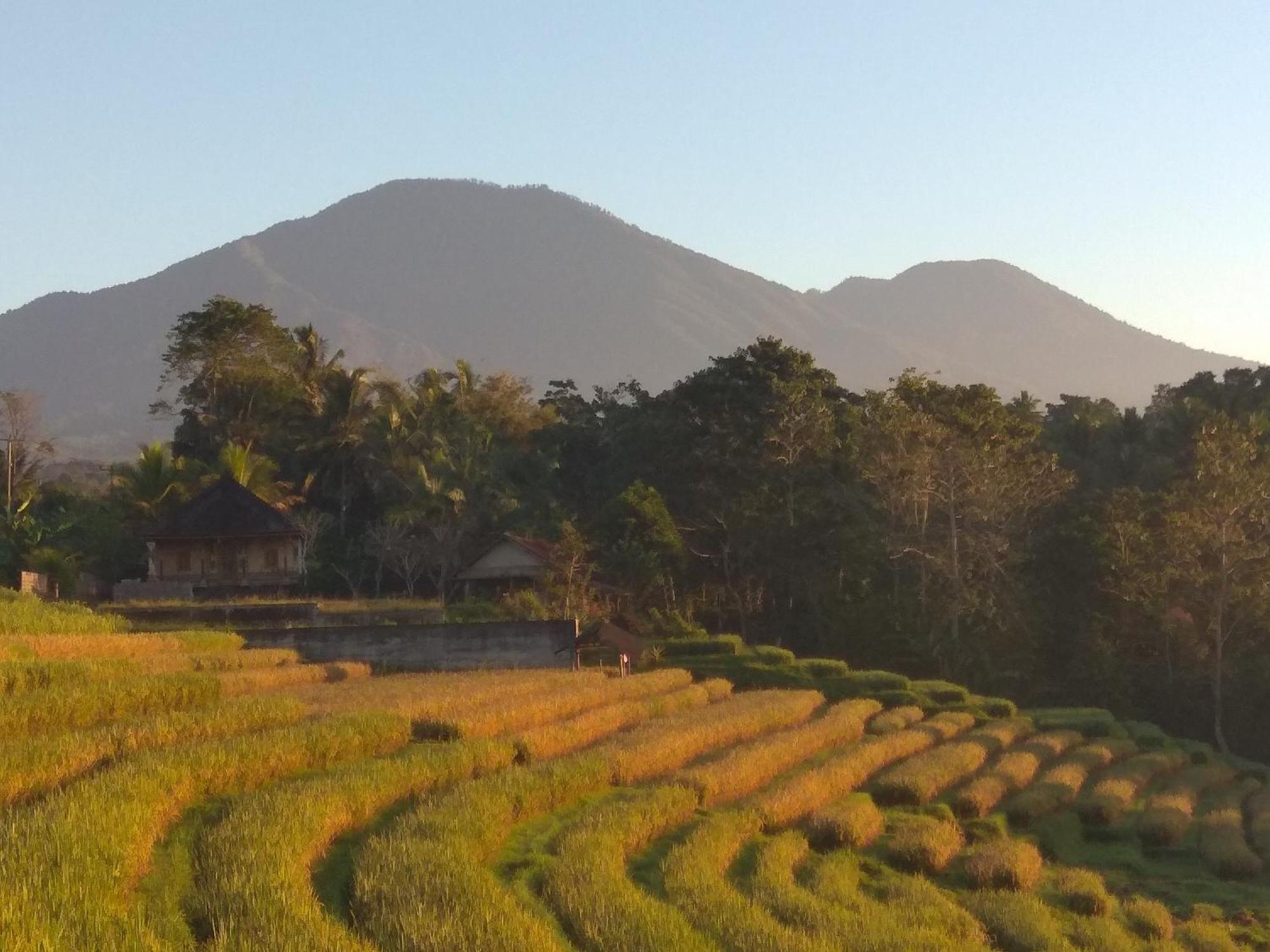 Bali mountain forest cabin Penebel Chambre photo